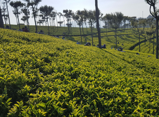 India Darjeeling Giddapahar