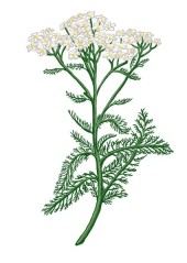 Řebříček obecný