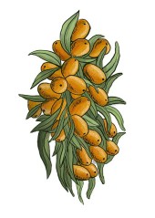 Rakytník řešetlákový