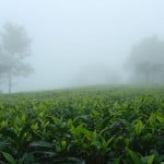 Nilgiri Kairbetta Cold Mist - čerstvá sklizeň, 50 g