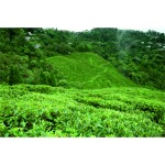 India Darjeeling Seeyok FTGFOP1 Spring Wonder - čerstvá sklizeň 2025, 50 g
