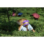 India Darjeeling Snowview FTGFOP1 Spring Queen - čerstvá sklizeň 2025, 50 g