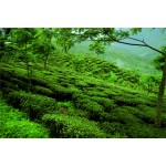 India Darjeeling Snowview FTGFOP1 Spring Queen - čerstvá sklizeň 2025, 50 g