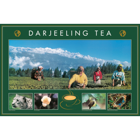 Plakát Darjeeling