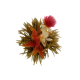 Bai He Xian Zi Divine Lily