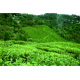 India Darjeeling Seeyok FTGFOP1 Spring Wonder - čerstvá sklizeň 2025, 50 g