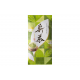 Shincha BIO 2025 50 g